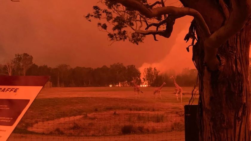 Mogo Wildlife Park rodeado pelas chamas. Foto: Chad Staples