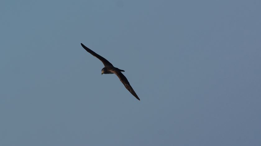 Cagarra avistada durante expedição à montanha subaquática Gorringe. Foto: Fundação Oceano Azul