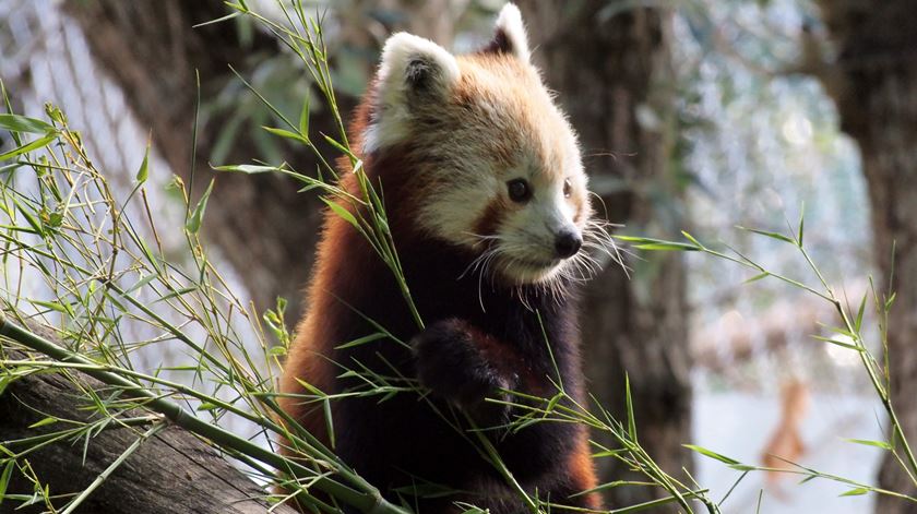 O panda vermelho é uma espécie ameaçada. Foto: Jardim Zoológico