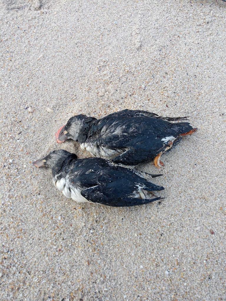 Papagaios-do-mar mortos. Foto: Nuno Oliveira