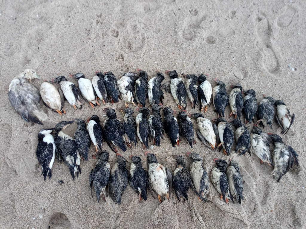 Centenas de papagaios-do-mar mortos dão à costa na zona oeste. Foto: Nuno Oliveira