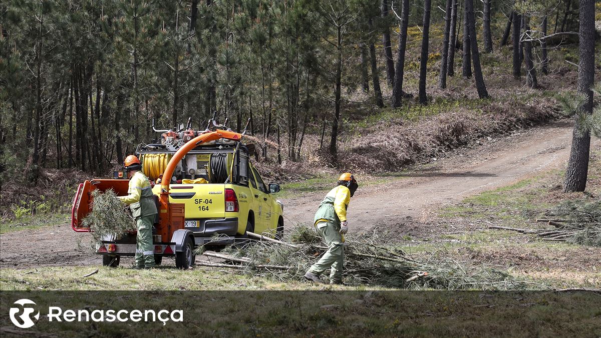 Prazo para limpeza de terrenos florestais alargado até 31 de maio