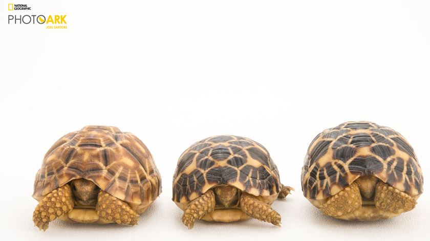 Burmese Star Tortoises, Geochelone platynota Foto: Joel Sartore/National Geographic