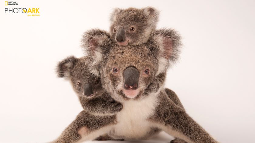 Koala Phascolarctos cinereus Foto: Joel Sartore/National Geographic