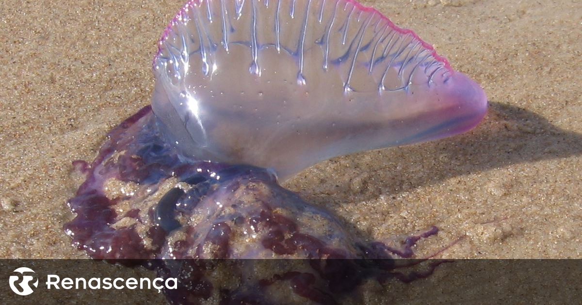 IPMA alerta para aumento de caravelas-portuguesas no continente e Açores