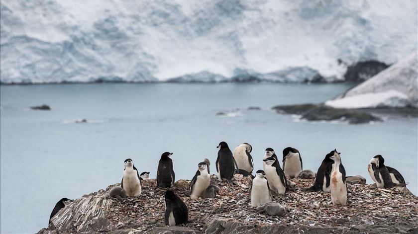 Pinguins na ilha Elefante na Antártida. Foto: Greenpeace