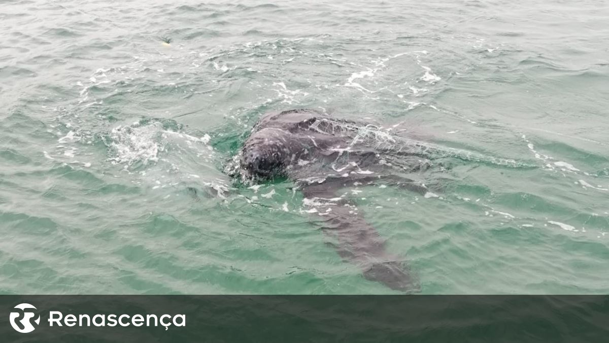 ​Resgatada tartaruga presa em rede de pesca