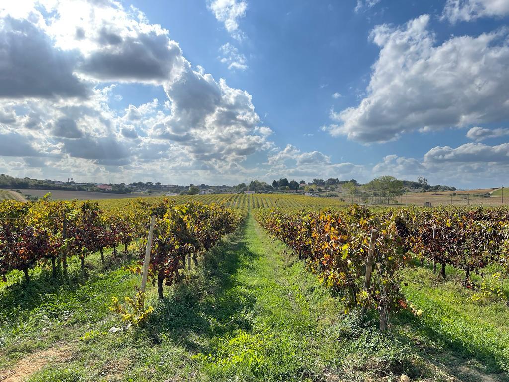 Na região onde se pretende construir o aeroporto, há grandes quintas. Muitas produzem vinho, outras azeite. Foto: Fábio Monteiro/RR