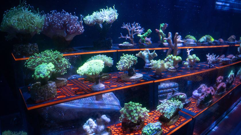 Sea Life Porto inaugura encubadora de corais