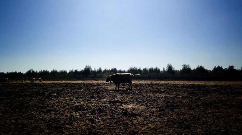 A água para o gado chega todos os dias numa cisterna. Foto: Manuela Pires/RR