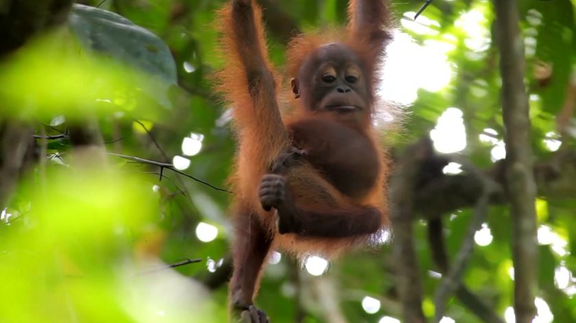 Orangotango é o primeiro animal observado a curar ferida com uma planta medicinal