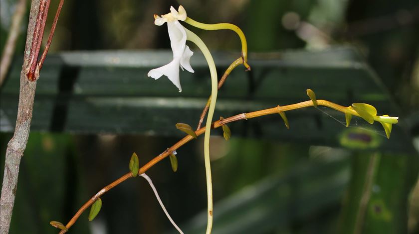 Descoberta nova espécie de orquídea de Madagáscar