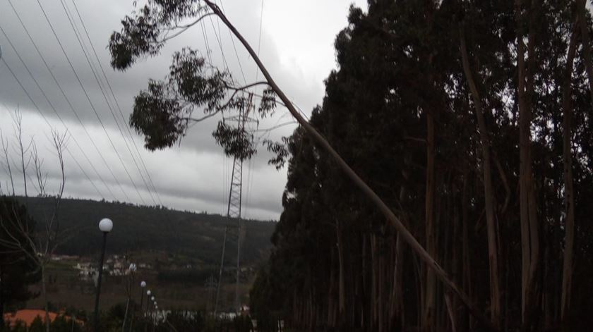 Árvore cai em Penafiel. Foto: EDP Distribuição