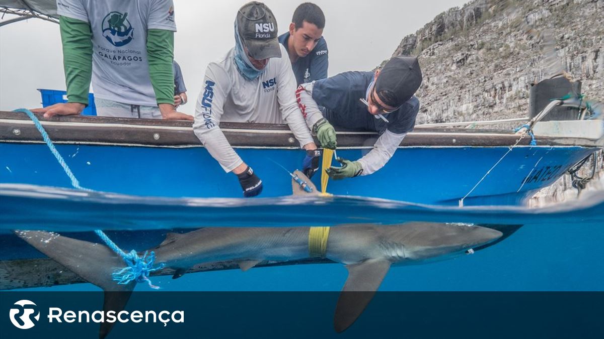 Maratona aquática? Este tubarão-seda fez 27.500 km em 18 meses e bateu um recorde