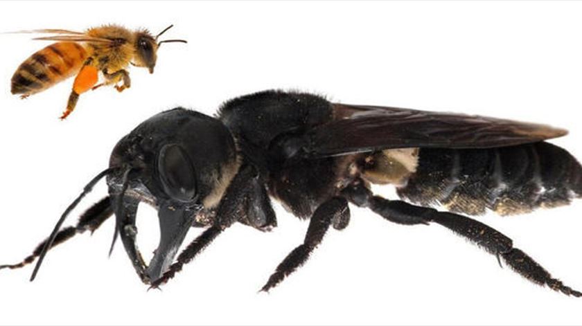 Abelha de Wallace é quatro vezes maior do que a abelha comum. Foto: Claybolt.com