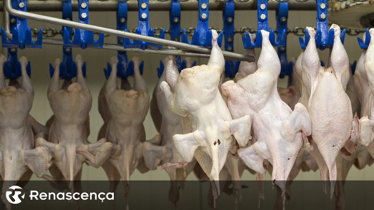 Intoxicação química em matadouro de aves faz 17 feridos