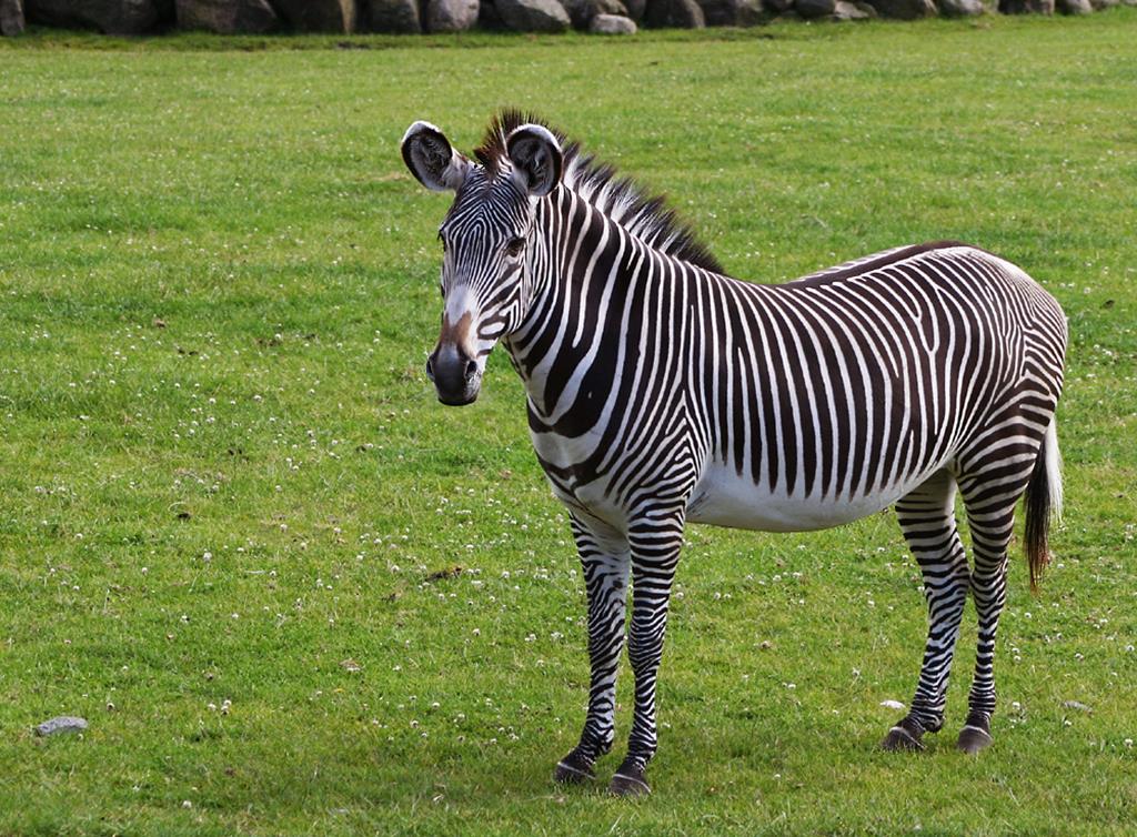 A zebra é um bicho preto com listras brancas ou branco com listras